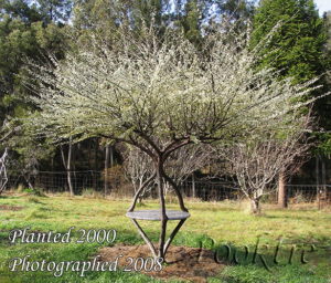 Grown living garden table