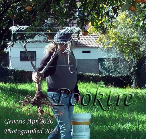 Transplanting a pooktre