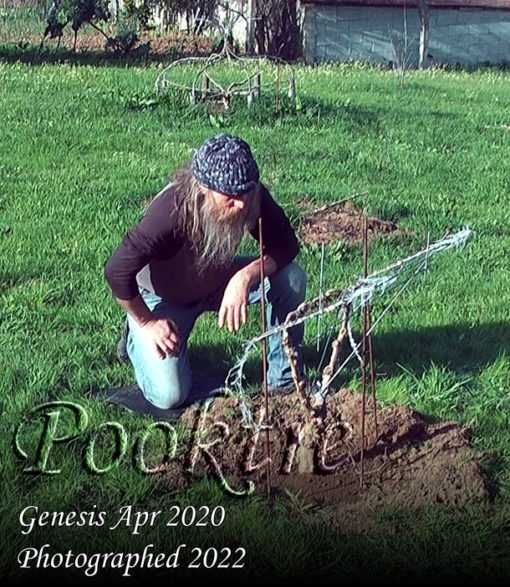 Transplanting a pooktre