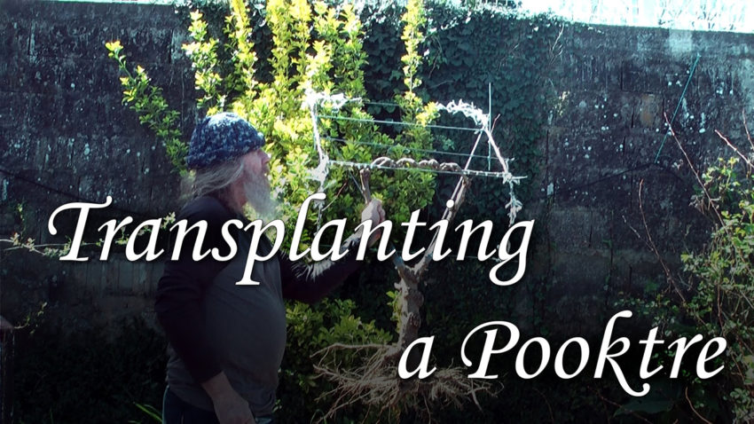 Transplanting a pooktre