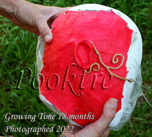 Harvested pooktre grown jewellery